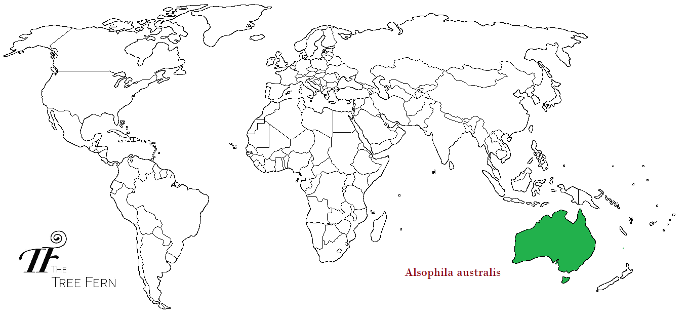 Alsophila australis