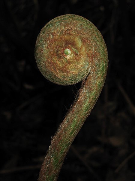 Culcita macrocarpa