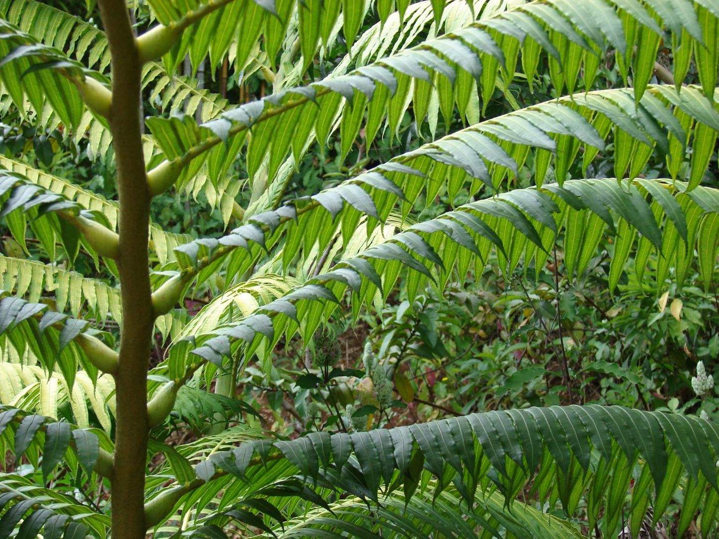 thumbnail image 2 of Angiopteris Evecta 'Robinson River' Fern Spores – Giant Fern, Grow Your Own! 2 of 5